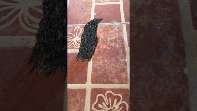 Sinh vật lạ màu đen lúc nhúc di chuyển trên sàn nhà, lại gần mới phát hiện sự thật sởn tóc gáy - Ảnh 2.
