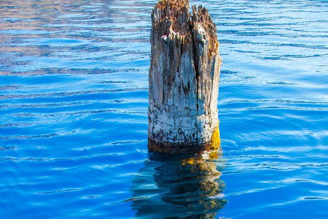 Khúc gỗ bí ẩn nổi trên mặt nước hàng trăm năm khiến giới khoa học bó tay - Ảnh 4.