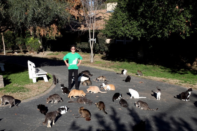 Người phụ nữ nhận hơn 1.000 con mèo về làm thú cưng - Ảnh 12.