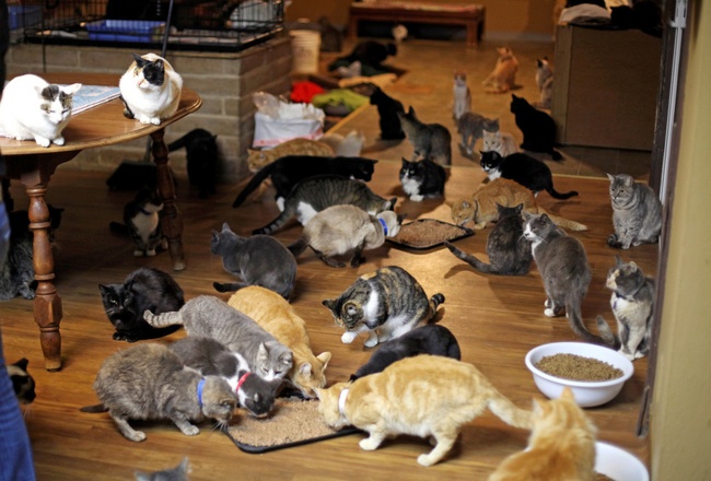 Người phụ nữ nhận hơn 1.000 con mèo về làm thú cưng - Ảnh 11.