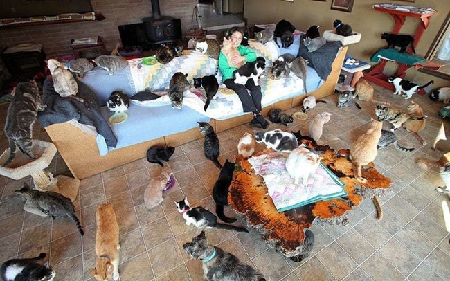 Người phụ nữ nhận hơn 1.000 con mèo về làm thú cưng - Ảnh 10.