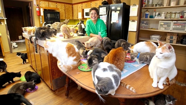 Người phụ nữ nhận hơn 1.000 con mèo về làm thú cưng - Ảnh 1.