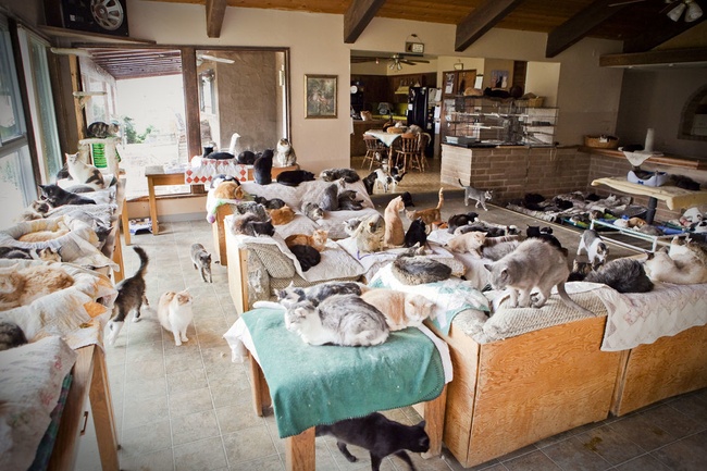 Người phụ nữ nhận hơn 1.000 con mèo về làm thú cưng - Ảnh 6.