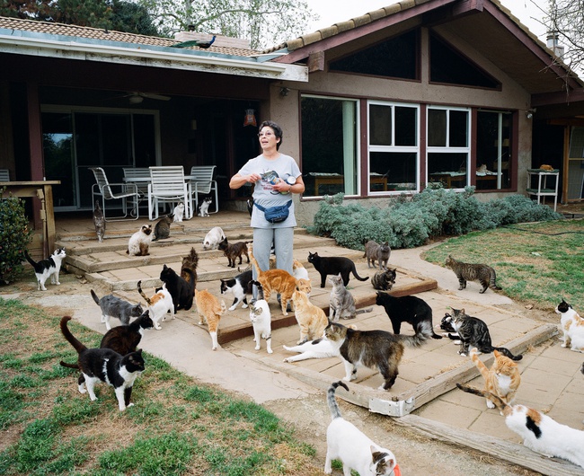 Người phụ nữ nhận hơn 1.000 con mèo về làm thú cưng - Ảnh 5.