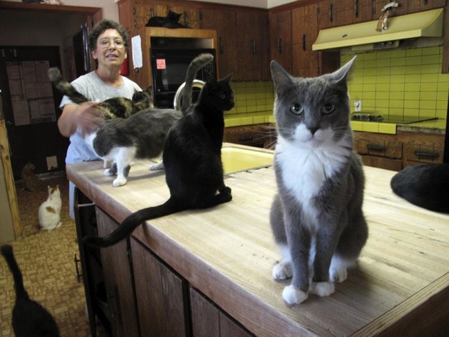 Người phụ nữ nhận hơn 1.000 con mèo về làm thú cưng - Ảnh 3.
