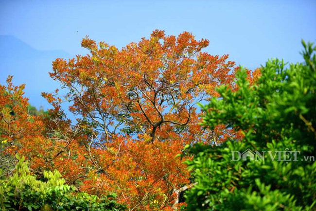 Sơn Tr&agrave; đẹp mi&ecirc;n man thời khắc giao m&ugrave;a - Ảnh 4.
