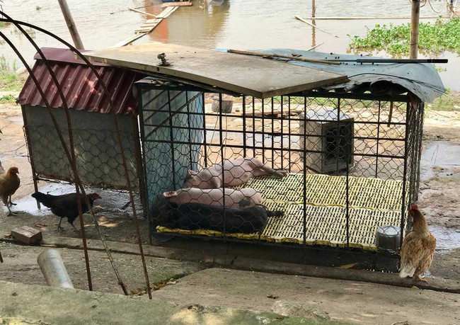 Khoét lỗ bê tông trồng rau: Hà thành sánh cùng Hà Giang - Ảnh 16.