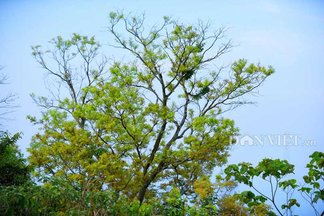Sơn Tr&agrave; đẹp mi&ecirc;n man thời khắc giao m&ugrave;a - Ảnh 6.