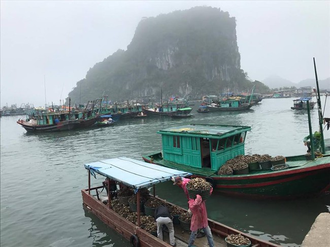 Có một hòn đảo hoang sơ tuyệt đẹp để trốn Tết ở Quảng Ninh - Ảnh 3.