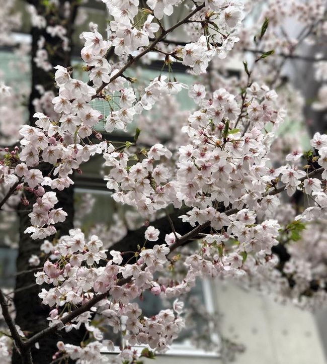 Ra đây mà xem người ta kéo nhau sang Nhật ngắm hoa anh đào hết rồi! - Ảnh 28. Ra đây mà xem người ta kéo nhau sang Nhật ngắm hoa anh đào hết rồi! - Ảnh 28.