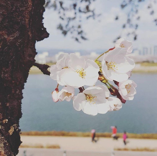 Ra đây mà xem người ta kéo nhau sang Nhật ngắm hoa anh đào hết rồi! - Ảnh 4. Ra đây mà xem người ta kéo nhau sang Nhật ngắm hoa anh đào hết rồi! - Ảnh 4.