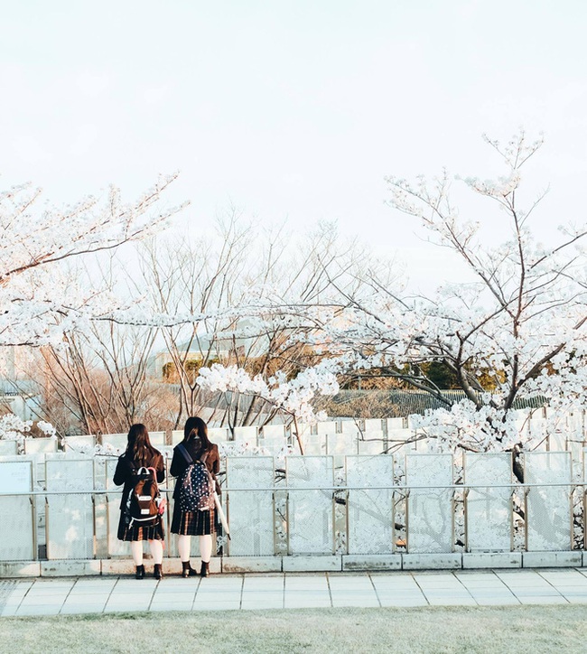 Ra đây mà xem người ta kéo nhau sang Nhật ngắm hoa anh đào hết rồi! - Ảnh 31. Ra đây mà xem người ta kéo nhau sang Nhật ngắm hoa anh đào hết rồi! - Ảnh 31.