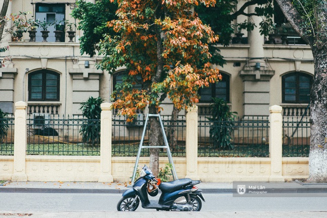 Hà Nội những ngày này lãng mạn đến lạ trong sắc vàng của mùa cây thay lá - Ảnh 7.