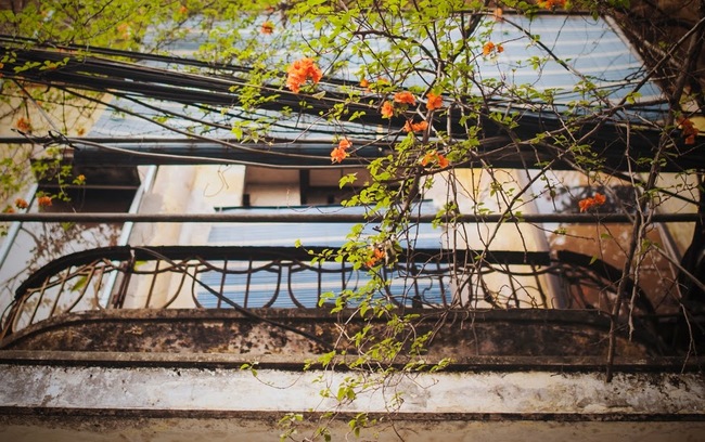 Cuối tuần, ngắm những ban công cũ xinh xắn đầy hoa của Hà Nội phút giao mùa - Ảnh 7.