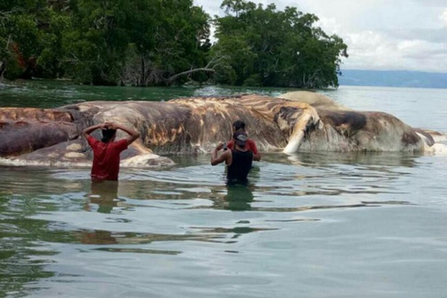 Ngư dân sửng sốt khi phát hiện quái vật khổng lồ dài 15m trôi dạt vào bờ biển - Ảnh 1.