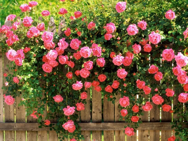 4 ý tưởng trang trí sân vườn bằng các loài hoa cho mùa hè rực rỡ - Ảnh 2.