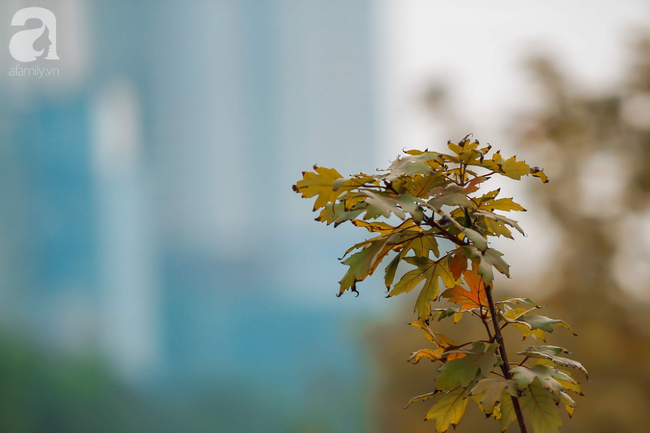 Chẳng cần đi xa, ngay ở Hà Nội cũng có thể ngắm lá phong chuyển vàng, đẹp lãng đãng như trong phim Hàn Quốc - Ảnh 8.