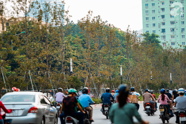Chẳng cần đi xa, ngay ở Hà Nội cũng có thể ngắm lá phong chuyển vàng, đẹp lãng đãng như trong phim Hàn Quốc - Ảnh 2.