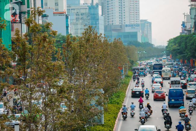 Chẳng cần đi xa, ngay ở Hà Nội cũng có thể ngắm lá phong chuyển vàng, đẹp lãng đãng như trong phim Hàn Quốc - Ảnh 1.