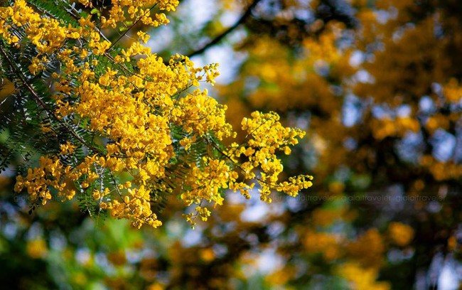 Tháng 10 muồng vàng nở rộ, Gia Lai đẹp như mùa thu châu Âu  - Ảnh 1.