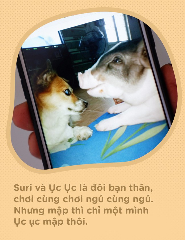 Người mẹ đơn thân ở Sài Gòn nuôi heo 100kg như thú cưng trong nhà: Nó đang giảm cân, con gái con đứa gì mập quá chừng! - Ảnh 5.