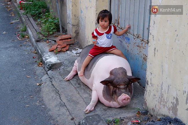 Người mẹ đơn thân ở Sài Gòn nuôi heo 100kg như thú cưng trong nhà: Nó đang giảm cân, con gái con đứa gì mập quá chừng! - Ảnh 6.