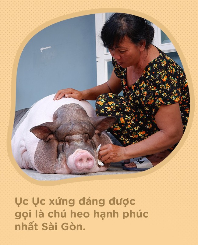 Người mẹ đơn thân ở Sài Gòn nuôi heo 100kg như thú cưng trong nhà: Nó đang giảm cân, con gái con đứa gì mập quá chừng! - Ảnh 12.