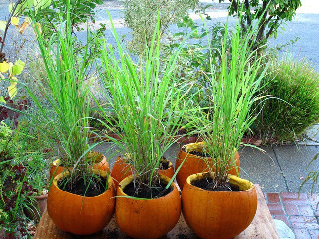 Cách trồng siêu dễ cho 6 loại cây gia vị không thể thiếu trong bữa cơm gia đình Việt - Ảnh 14.