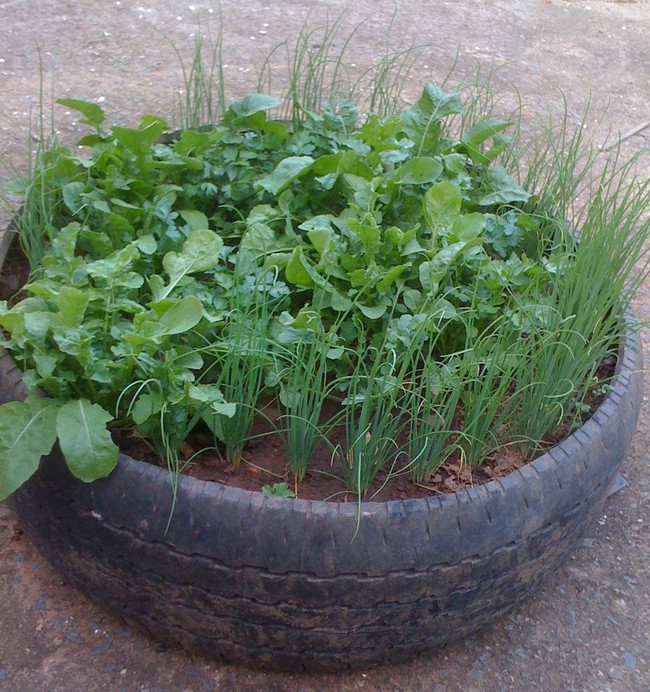 Mách bạn cách trồng rau xanh ngay trong nhà phố mà vẫn đảm bảo chất lượng và số lượng - Ảnh 6.