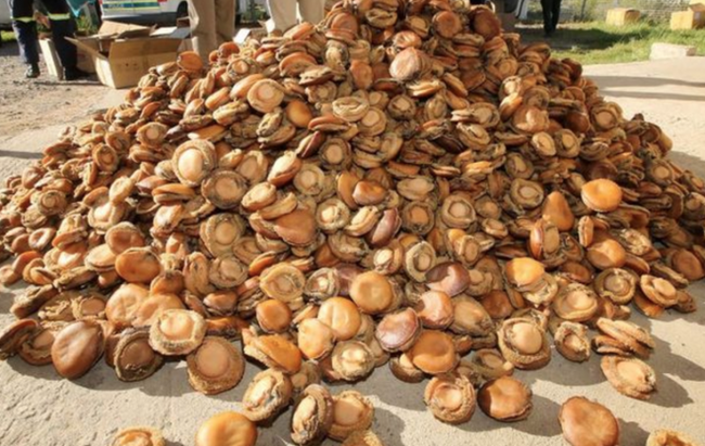 B&agrave;n tiệc h&agrave;ng chục ngh&igrave;n USD ở TQ v&agrave; c&acirc;u chuyện đằng sau t&iacute;nh mạng ngư d&acirc;n ngh&egrave;o ở Nam Phi - Ảnh 3.