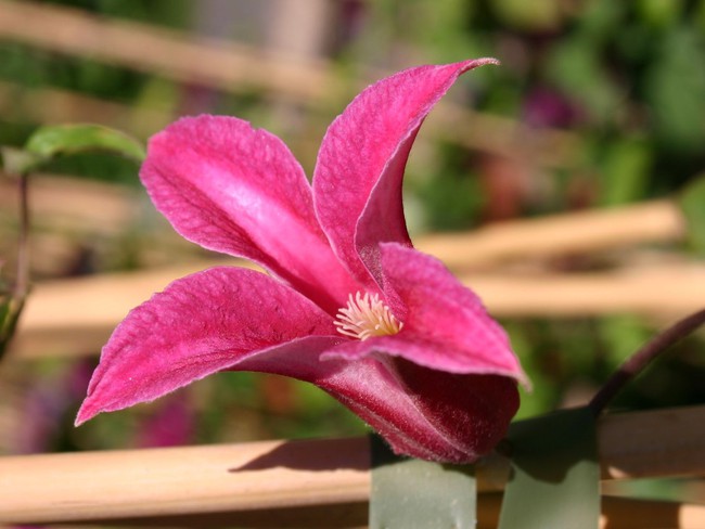 8 loài hoa được lấy cảm hứng từ các thành viên của gia đình Hoàng gia Anh bạn có thể trồng trong vườn nhà mình - Ảnh 9.