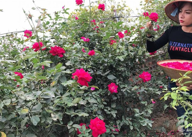 Choáng ngợp trước vườn hoa hồng vài nghìn gốc của mẹ trẻ xinh đẹp ở Thái Nguyên - Ảnh 2.