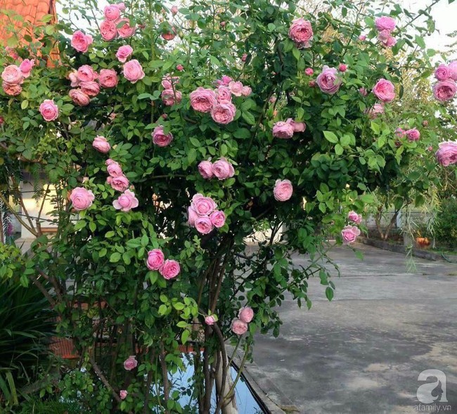 Choáng ngợp trước vườn hoa hồng vài nghìn gốc của mẹ trẻ xinh đẹp ở Thái Nguyên - Ảnh 14.