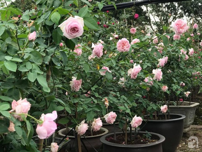 Choáng ngợp trước vườn hoa hồng vài nghìn gốc của mẹ trẻ xinh đẹp ở Thái Nguyên - Ảnh 15.