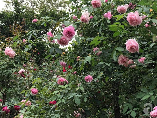 Choáng ngợp trước vườn hoa hồng vài nghìn gốc của mẹ trẻ xinh đẹp ở Thái Nguyên - Ảnh 8.