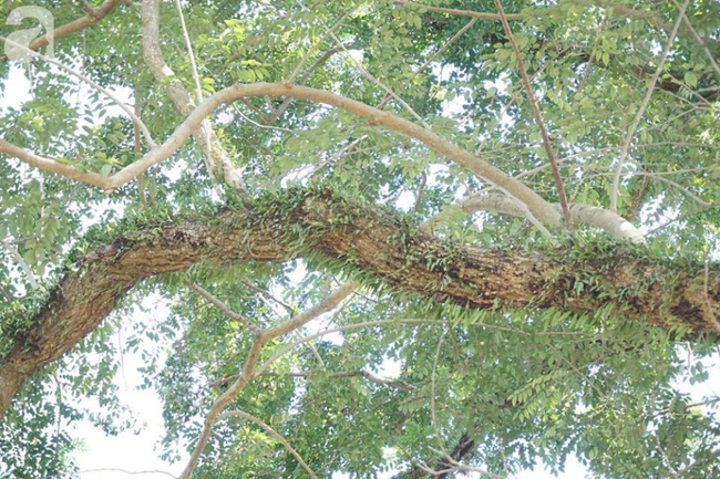 Hà Nội: Công an trực chiến ngày đêm bảo vệ 3 cây sưa hơn 100 năm tuổi trị giá hàng trăm tỷ đồng - Ảnh 10. Hà Nội: Công an trực chiến ngày đêm bảo vệ 3 cây sưa hơn 100 năm tuổi trị giá hàng trăm tỷ đồng - Ảnh 10.