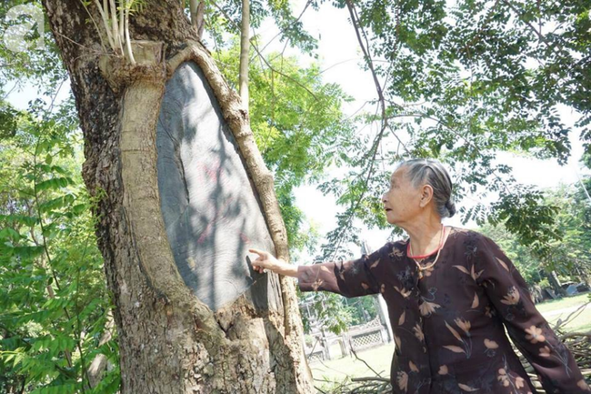 Hà Nội: Công an trực chiến ngày đêm bảo vệ 3 cây sưa hơn 100 năm tuổi trị giá hàng trăm tỷ đồng - Ảnh 2.