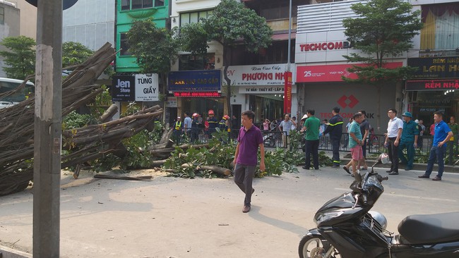 Hà Nội: Cây đa cổ thụ bất ngờ đổ chắn ngang đường, tài xế thót tim khi thoát nạn - Ảnh 6.