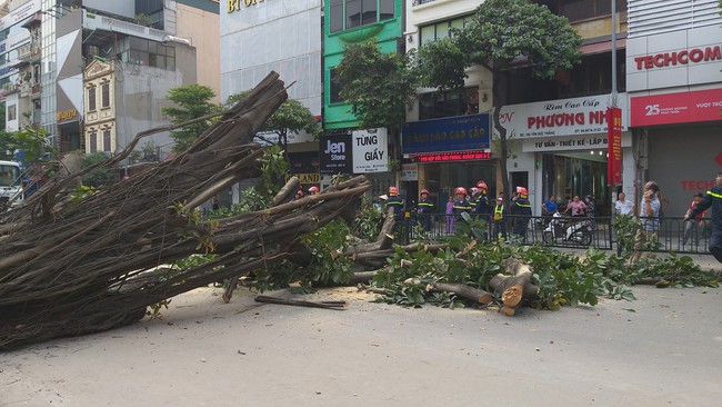 Hà Nội: Cây đa cổ thụ bất ngờ đổ chắn ngang đường, tài xế thót tim khi thoát nạn - Ảnh 5.