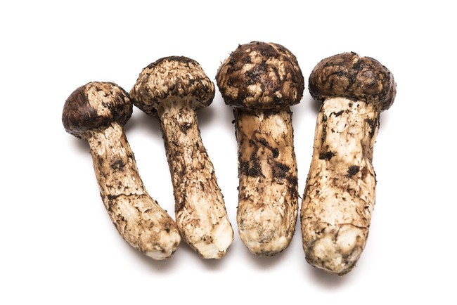 Khám phá matsutake - loại nấm đắt nhất thế giới mang trọn vẹn hương vị mùa thu Nhật Bản, 50 triệu/kg mà vẫn cháy hàng - Ảnh 4.