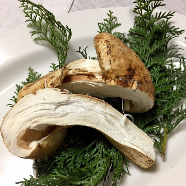 Khám phá matsutake - loại nấm đắt nhất thế giới mang trọn vẹn hương vị mùa thu Nhật Bản, 50 triệu/kg mà vẫn cháy hàng - Ảnh 7.