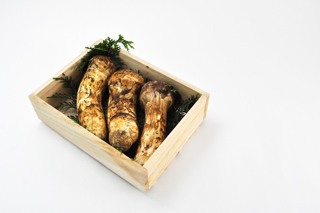 Khám phá matsutake - loại nấm đắt nhất thế giới mang trọn vẹn hương vị mùa thu Nhật Bản, 50 triệu/kg mà vẫn cháy hàng - Ảnh 1.
