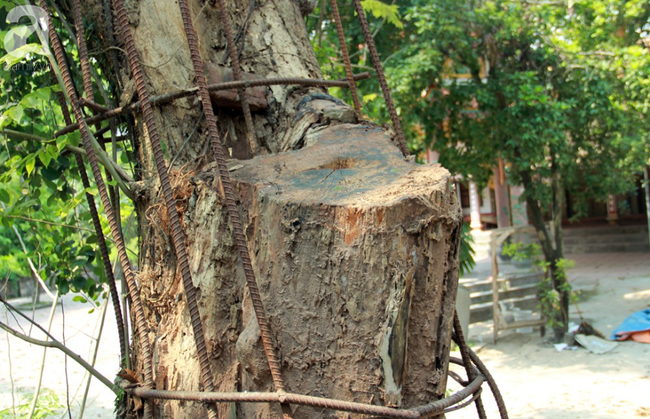 Hà Nội: Tận mắt ngắm cụ sưa 100 tỷ đồng sắp được đưa ra bán đấu giá - Ảnh 7. Hà Nội: Tận mắt ngắm cụ sưa 100 tỷ đồng sắp được đưa ra bán đấu giá - Ảnh 7.
