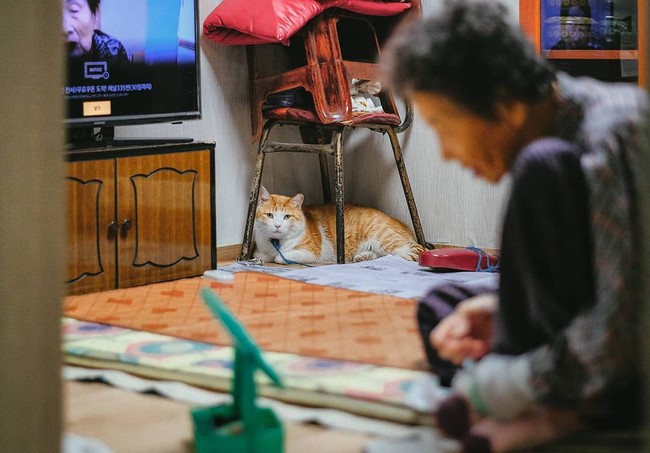 Bộ ảnh đầy cảm xúc của cụ bà Hàn Quốc: Tuổi già chẳng cần gì, chỉ cần một chú mèo béo bầu bạn thôi - Ảnh 10.