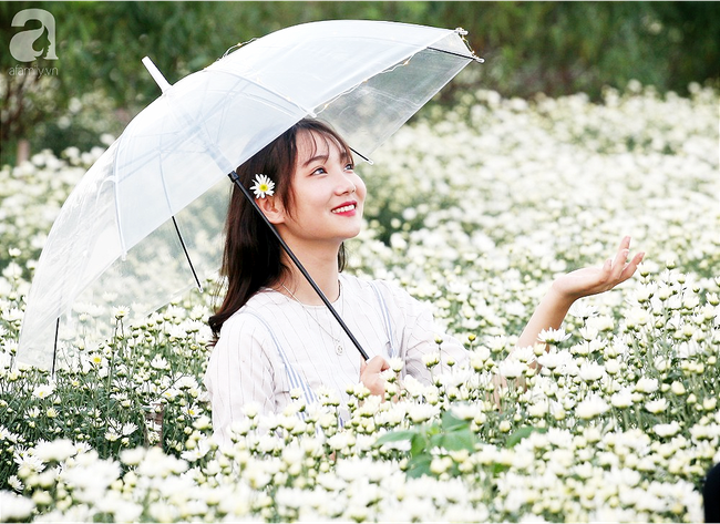 Tháng 11 Hà Nội, đến đâu sẽ nhìn thấy gái xinh nhiều nhất? Xin thưa, vườn cúc họa mi! - Ảnh 13. Tháng 11 Hà Nội, đến đâu sẽ nhìn thấy gái xinh nhiều nhất? Xin thưa, vườn cúc họa mi! - Ảnh 13.