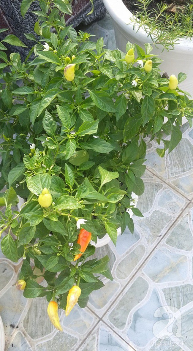 Kinh nghiệm trồng cả vườn cây trái xum xuê như trang trại trên sân thượng của mẹ đảm ở Biên Hòa - Ảnh 19.