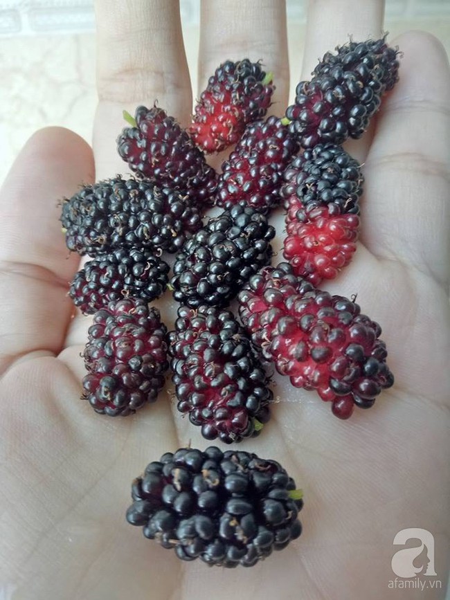 Kinh nghiệm trồng cả vườn cây trái xum xuê như trang trại trên sân thượng của mẹ đảm ở Biên Hòa - Ảnh 7.