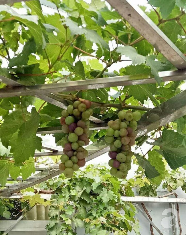 Kinh nghiệm trồng cả vườn cây trái xum xuê như trang trại trên sân thượng của mẹ đảm ở Biên Hòa - Ảnh 13.