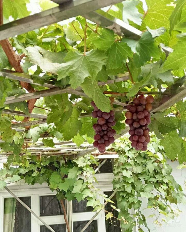 Kinh nghiệm trồng cả vườn cây trái xum xuê như trang trại trên sân thượng của mẹ đảm ở Biên Hòa - Ảnh 12.