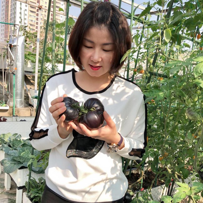 Không có đất trồng rau, mẹ đảm ở Hà Nội trồng cỏ lúa mì để bảo vệ sức khỏe cả nhà - Ảnh 2.